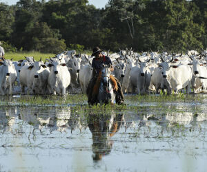 Peão boiadeiro tangendo boiada em direção a açude em fazenda do Pantanal  Sul, Pulsar Imagens