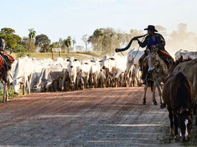 Fazenda 23 de Março - Aquidauana - MS Peão Pantaneiro Peão no Cavalo Cavalo  Pantaneiro Comitiva Comitiva do