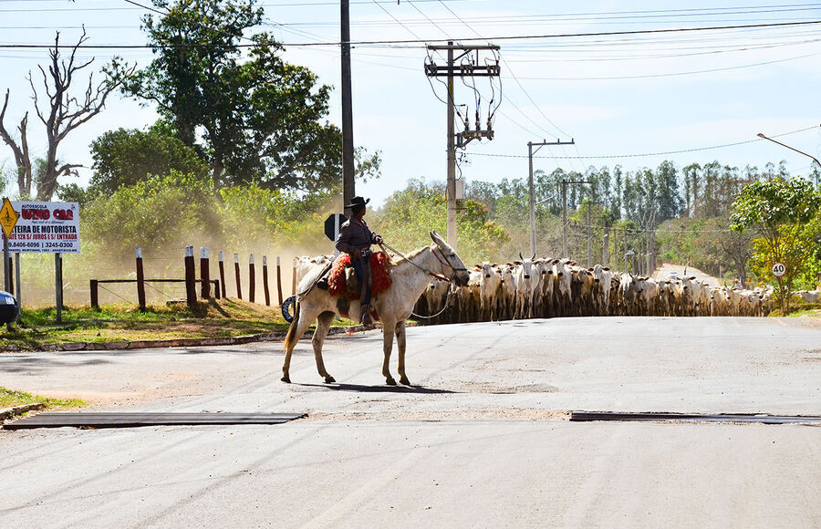 Comitiva de peão de boiadeiro em Mato Grosso do Sul, Stock image