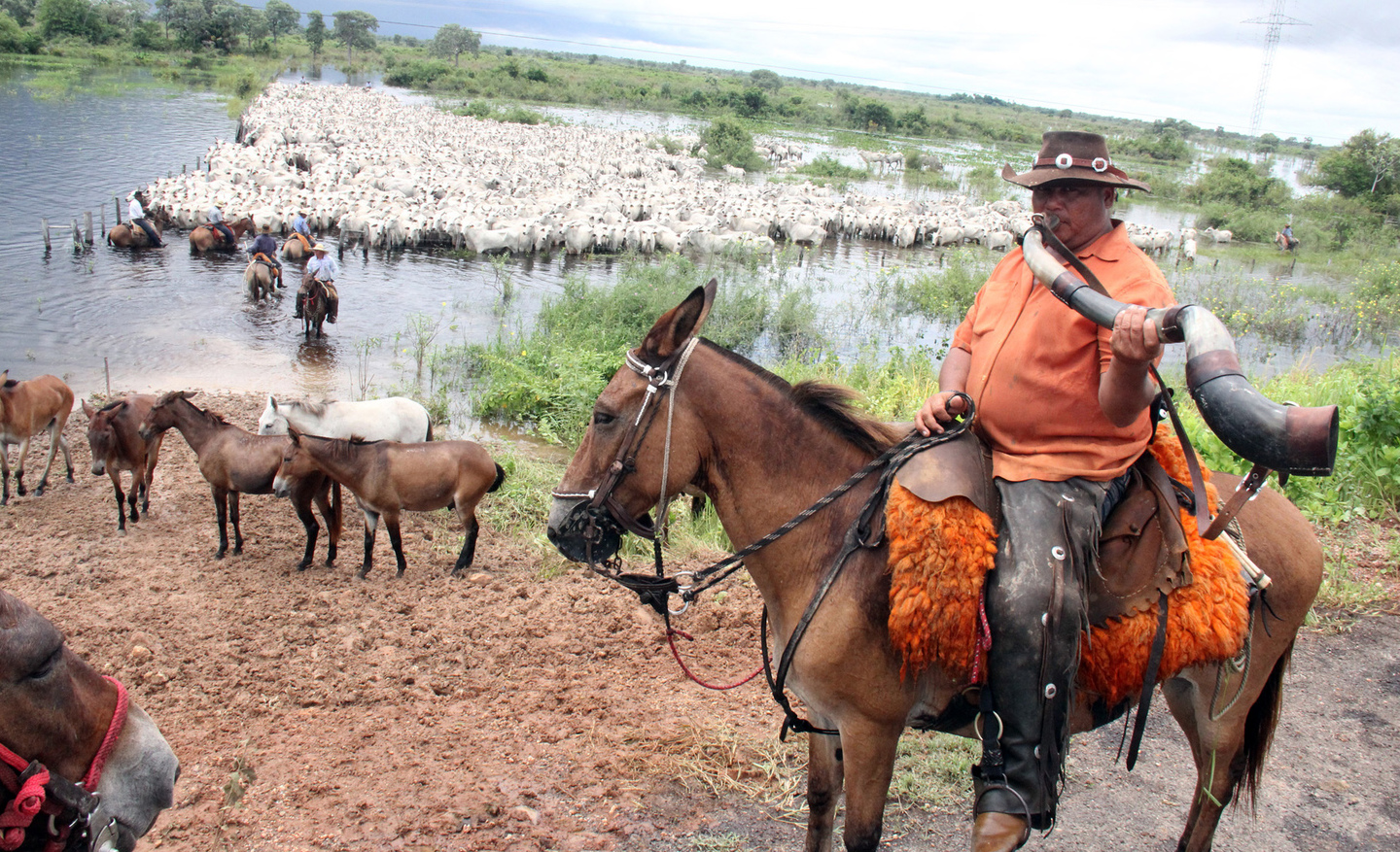 Cavalo Pantaneiro - O Senhor da novela Pantanal. 