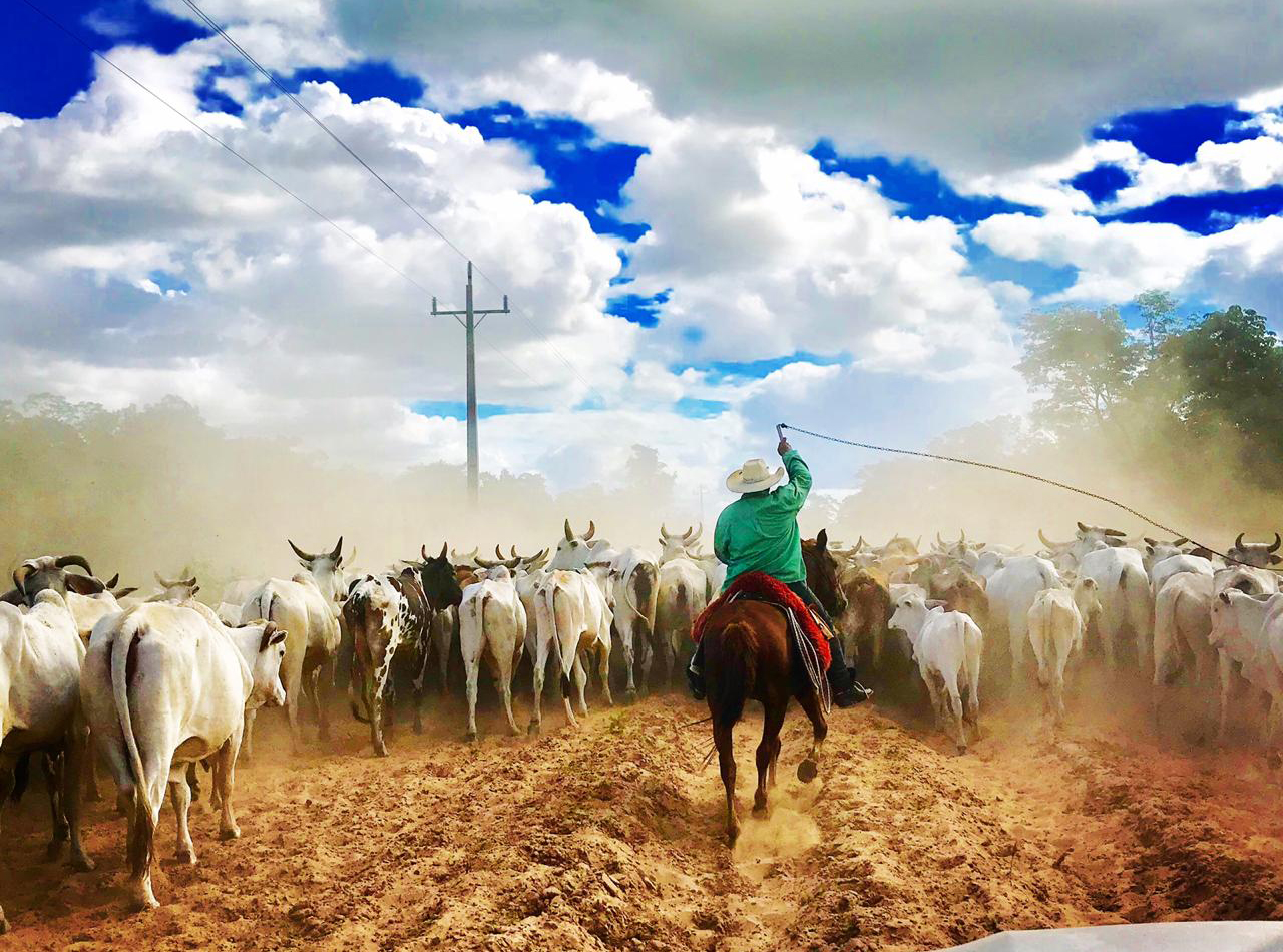 Peão de fazenda de criação de gado de corte na amazônia tocando boiada, Pulsar Imagens