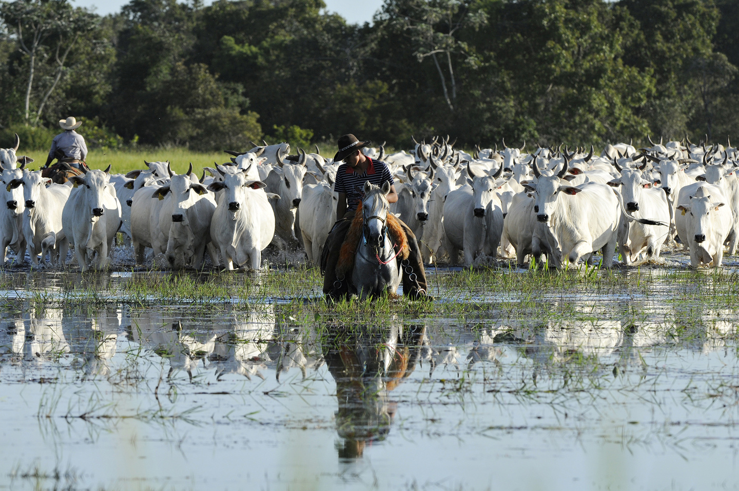 Peão tocando a boiada - Mato Grosso