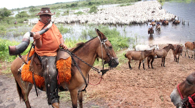 Peão boiadeiro tangendo boiada em direção a açude em fazenda do Pantanal  Sul, Pulsar Imagens