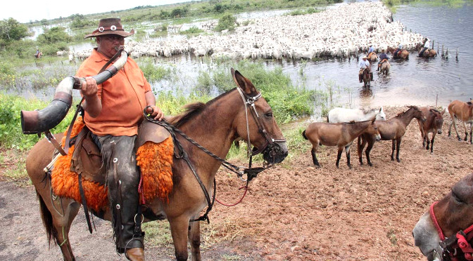 Peão boiadeiro tocando gado em fazenda do Pantanal Sul, Pulsar Imagens